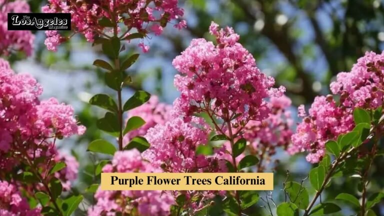 Purple Flower Trees California